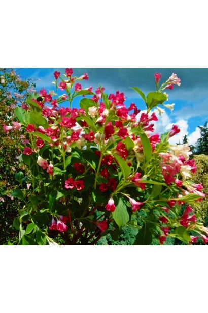 Вейгела квітуча Марджорі